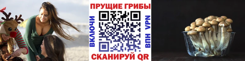 Галлюциногенные грибы Cubensis  Сунжа 